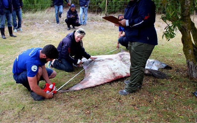 Die yslike 220kg Sickle Fin Devil Ray (Mobulid tarpanaca), â€˜n volgroeide manlike spesie wat te Blousloep, Franskraal uitgespoel het, met â€˜n vlerkspan van 3 meter. Daar is vasgestel dat dit die verste suid in Afrika nÃ³g is wat hierdie skouspelagtige spesie se teenwoordigheid opgeteken is. Verbasend genoeg was daar nog 2 lewendige suigvisse vas aan hom wat  in die see vrygelaat is. Middel: Alison Towner